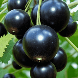 Смородина черная Лентяй