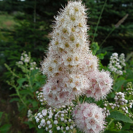 Спирея иволистная Альба
