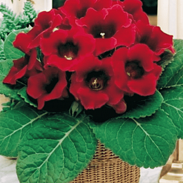 Глоксиния Etoile de Feu