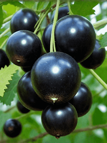 Смородина черная Лентяй