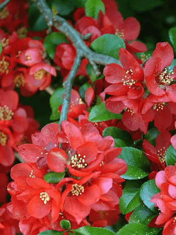 Айва превосходная Fire Dance