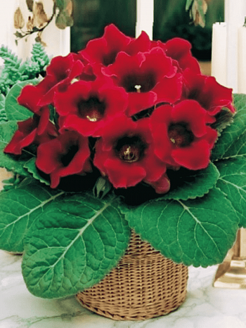 Глоксиния Etoile de Feu