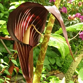 Аризема изящная