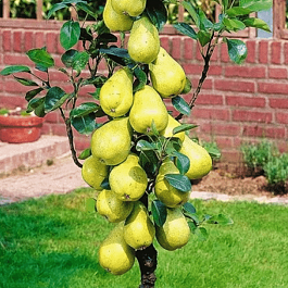 Груша Г-5 (колоновидная)