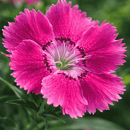 Гвоздика садовая Collection Pink Bouquet