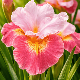 Ирис сибирский Sugar Rush