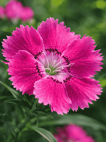 Гвоздика садовая Collection Pink Bouquet