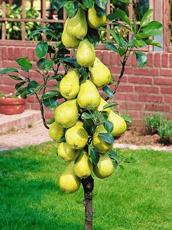 Груша Г-5 (колоновидная)