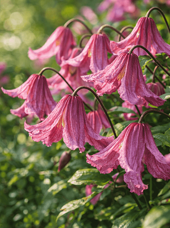 Клематис Heather Herschell