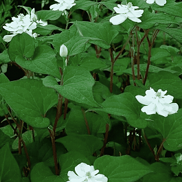 Хауттюйния сердцевидная Plena