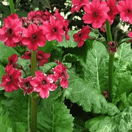 Примула японская Millers Crimson