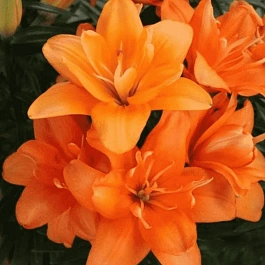 Лилия Tiny Double Dutch