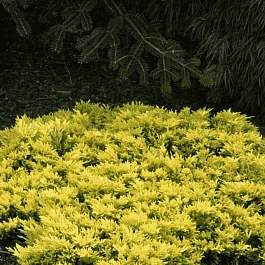 Можжевельник горизонтальный Golden Carpet