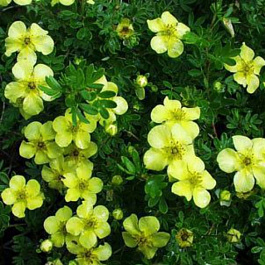 Лапчатка кустарниковая Элизабет