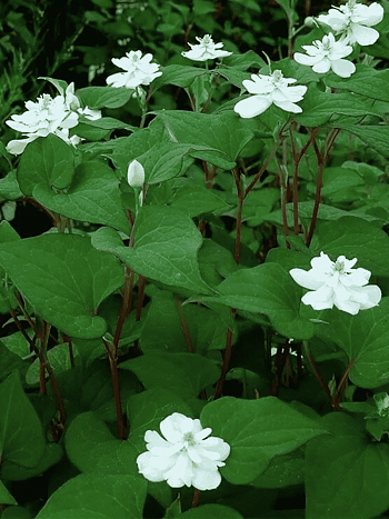 Хауттюйния сердцевидная Plena