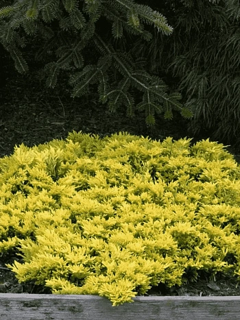 Можжевельник горизонтальный Golden Carpet