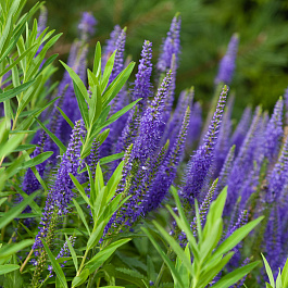 Вероника длиннолистная Блауризин