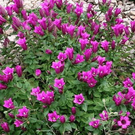 Горечавка бесстебельная Little Pinkie