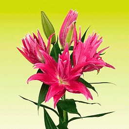 Лилия Roselily Gabriella