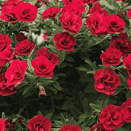 Калибрахоа Oro Double Red