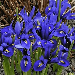 Ирис сетчатый Harmony