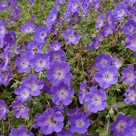 Герань гибридная Rozanne