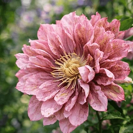 Клематис Pink Passion