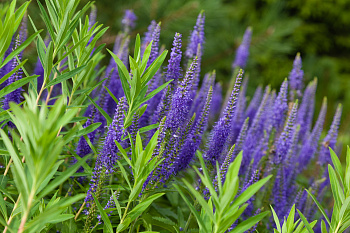 Вероника длиннолистная Блауризин