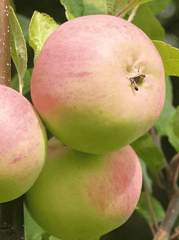 Яблоня Коричное ананасное