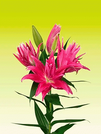 Лилия Roselily Gabriella