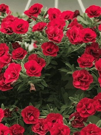 Калибрахоа Oro Double Red