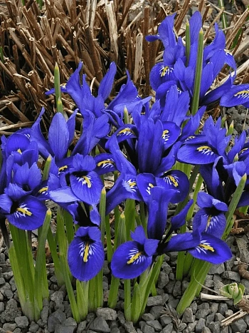 Ирис сетчатый Harmony