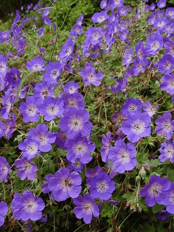 Герань гибридная Rozanne