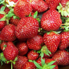 Земляника садовая Сассетт