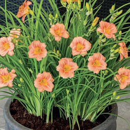 Лилейник гибридный ЭвериДейлили Бронз