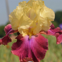 Ирис бородатый Саммер Фиеста