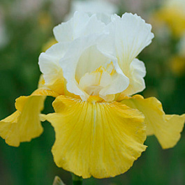 Ирис бородатый Эко де Франс