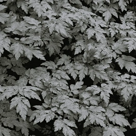 Полынь молочноцветковая Guizhou