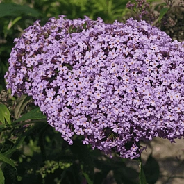 Буддлея давида Gulliver