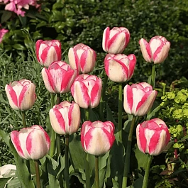 Тюльпан Playgirl