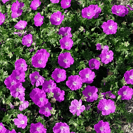 Герань кроваво-красная Max Frei