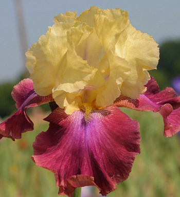Ирис бородатый Саммер Фиеста