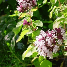 Душица обыкновенная Green