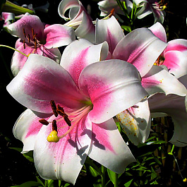 Лилия ЛО-гибрид Триумфатор