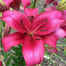 Лилия ОА-гибрид Новембер Рейн