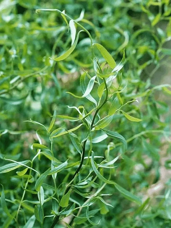 Ива белая Dart's Snake