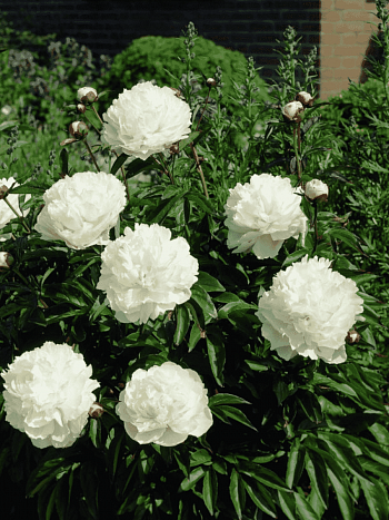 Пион лекарственный  Alba Plena