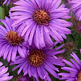 Астра новоанглийская Purple Dome