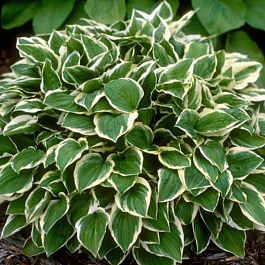 Хоста гибридная Даймонд Тиара