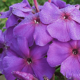 Флокс метельчатый Шопениана